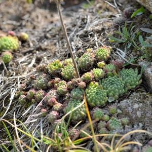 Photographie n°2146038 du taxon Sempervivum L. [1753]