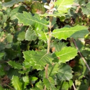 Photographie n°2146053 du taxon Quercus coccifera L. [1753]