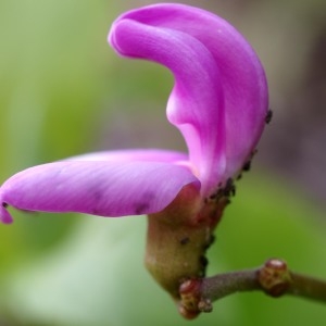 Canavalia rosea (Sw.) DC. (Beach bean)