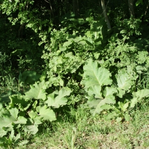 Photographie n°2146070 du taxon Arctium lappa L. [1753]