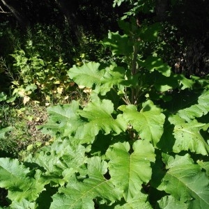 Photographie n°2146071 du taxon Arctium lappa L. [1753]