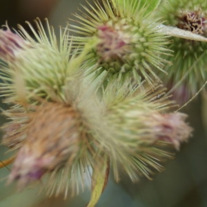 Photographie n°2146072 du taxon Arctium lappa L. [1753]