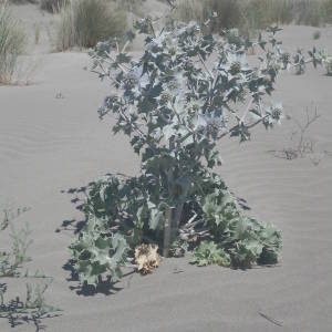 Photographie n°2146102 du taxon Eryngium maritimum L. [1753]