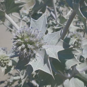 Photographie n°2146104 du taxon Eryngium maritimum L. [1753]