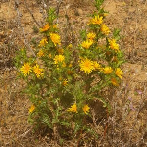 Photographie n°2146121 du taxon Scolymus hispanicus L. [1753]