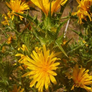 Photographie n°2146122 du taxon Scolymus hispanicus L. [1753]