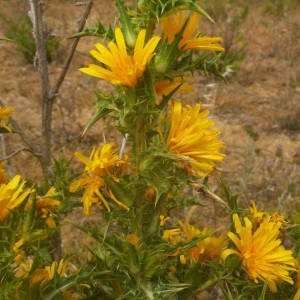 Photographie n°2146123 du taxon Scolymus hispanicus L. [1753]