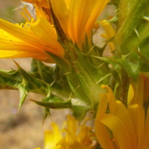 Photographie n°2146124 du taxon Scolymus hispanicus L. [1753]