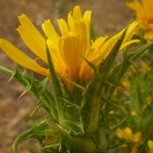 Photographie n°2146125 du taxon Scolymus hispanicus L. [1753]