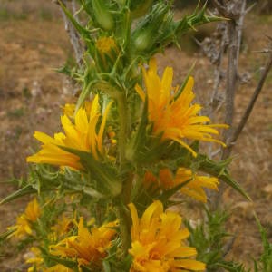 Photographie n°2146126 du taxon Scolymus hispanicus L. [1753]