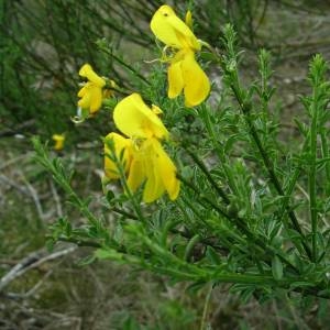 Photographie n°2146149 du taxon Cytisus scoparius (L.) Link [1822]