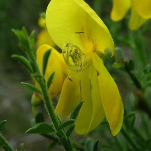 Photographie n°2146150 du taxon Cytisus scoparius (L.) Link [1822]