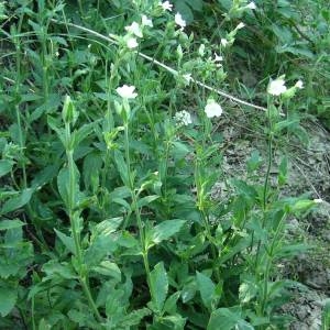 Photographie n°2146199 du taxon Silene latifolia subsp. alba (Mill.) Greuter & Burdet [1982]