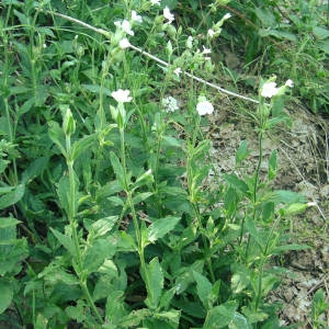 Photographie n°2146200 du taxon Silene latifolia subsp. alba (Mill.) Greuter & Burdet [1982]