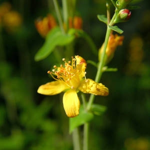 Photographie n°2146211 du taxon Hypericum pulchrum L. [1753]