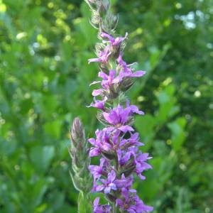 Photographie n°2146215 du taxon Lythrum salicaria L. [1753]