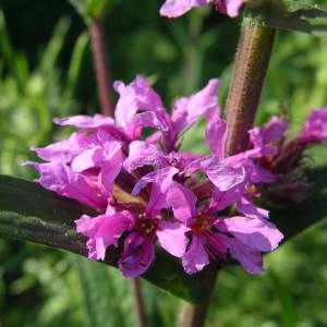 Photographie n°2146217 du taxon Lythrum salicaria L. [1753]