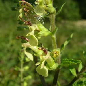 Photographie n°2146224 du taxon Teucrium scorodonia L. [1753]