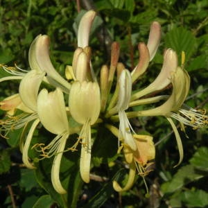 Photographie n°2146227 du taxon Lonicera periclymenum L. [1753]