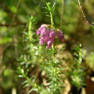 Photographie n°2146244 du taxon Erica cinerea L. [1753]