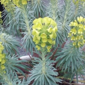 Photographie n°2146259 du taxon Euphorbia characias L. [1753]