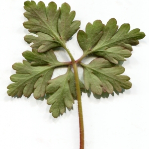 Photographie n°2146297 du taxon Geranium robertianum L. [1753]