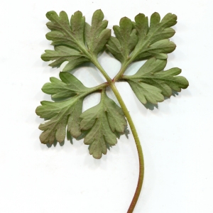 Photographie n°2146299 du taxon Geranium robertianum L. [1753]