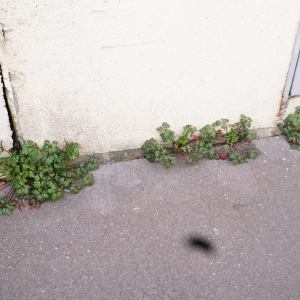 Photographie n°2146300 du taxon Geranium robertianum L. [1753]