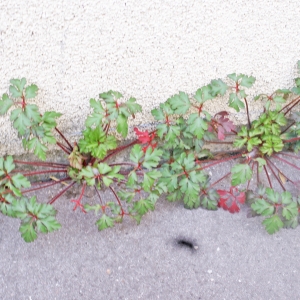 Photographie n°2146303 du taxon Geranium robertianum L. [1753]