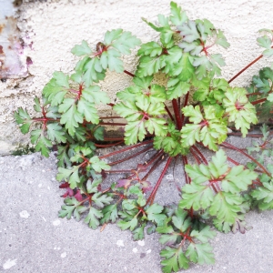 Photographie n°2146304 du taxon Geranium robertianum L. [1753]