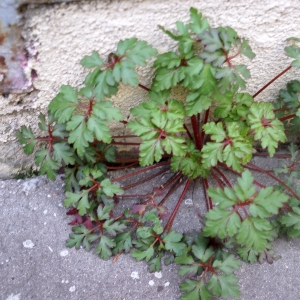 Photographie n°2146306 du taxon Geranium robertianum L. [1753]