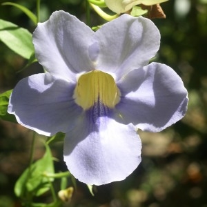 Photographie n°2146319 du taxon Thunbergia grandiflora (Roxb. ex Rottl.) Roxb.