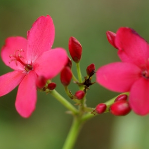 Jatropha integerrima Jacq. (Epicar)