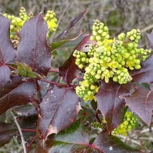 Photographie n°2146353 du taxon Berberis aquifolium Pursh [1814]