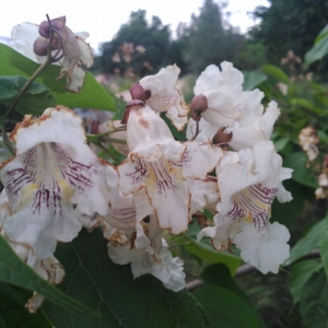 Photographie n°2146367 du taxon Catalpa bignonioides Walter [1788]