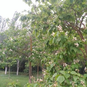 Photographie n°2146368 du taxon Catalpa bignonioides Walter [1788]