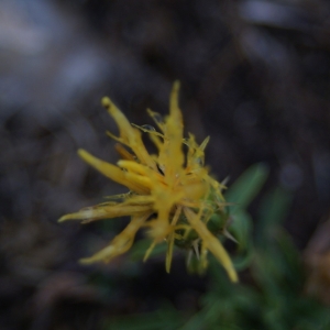 Photographie n°2146387 du taxon Centaurea melitensis L. [1753]