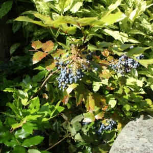 Photographie n°2146388 du taxon Berberis aquifolium Pursh [1814]