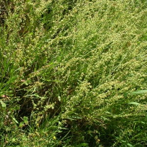 Photographie n°2146396 du taxon Rumex acetosella L. [1753]