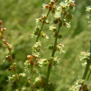 Photographie n°2146397 du taxon Rumex acetosella L. [1753]