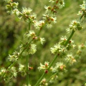 Photographie n°2146398 du taxon Rumex acetosella L. [1753]