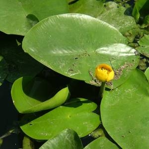 Photographie n°2146400 du taxon Nuphar lutea (L.) Sm. [1809]