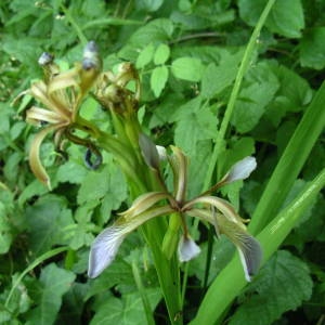 Photographie n°2146409 du taxon Iris foetidissima L. [1753]