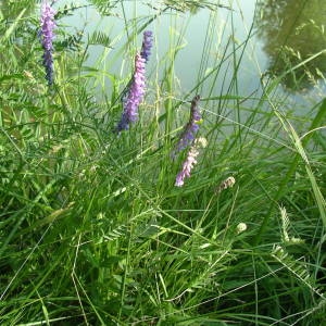 Photographie n°2146421 du taxon Vicia cracca L. [1753]