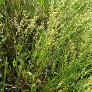 Photographie n°2146428 du taxon Rumex acetosella L. [1753]