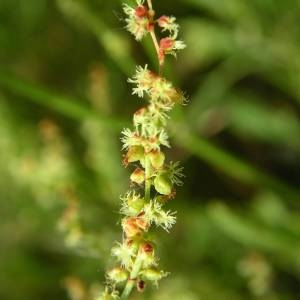 Photographie n°2146429 du taxon Rumex acetosella L. [1753]
