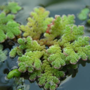 Photographie n°2146482 du taxon Azolla filiculoides Lam. [1783]