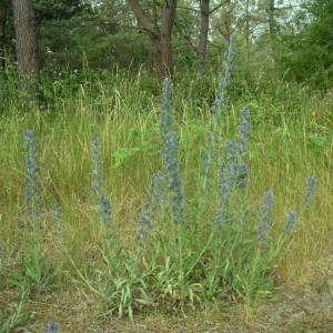 Photographie n°2146504 du taxon Echium vulgare L. [1753]