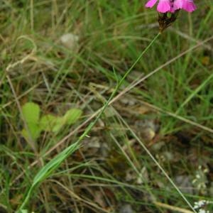 Photographie n°2146516 du taxon Dianthus carthusianorum L. [1753]