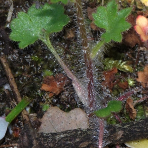 Photographie n°2146566 du taxon Saxifraga granulata L. [1753]